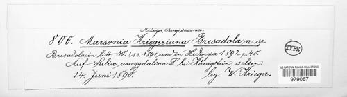 Marssonina kriegeriana image